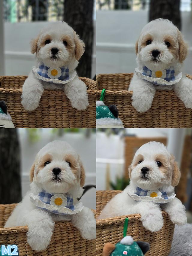 น้องพุดเดิ่ลตาโตน่ารักๆ