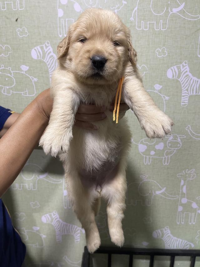 โกลเด้นรีทีฟเวอร์แท้ 6