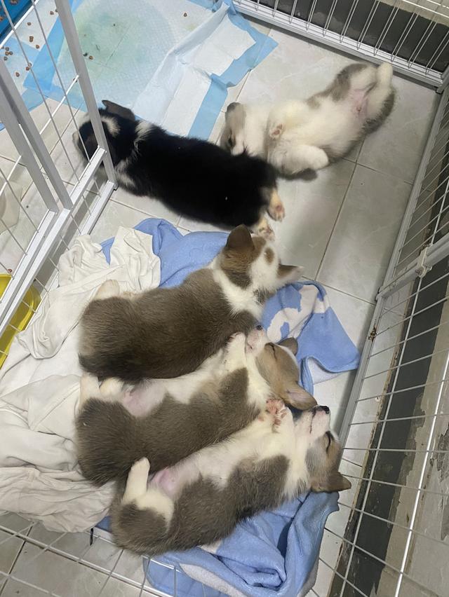 ลูกสุนัขคอร์กี้แท้ราคาถูก