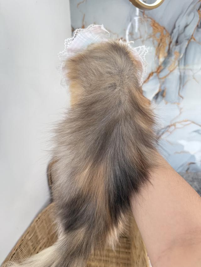 ลูกแมวพันธุ์เปอร์เซีย รูปย่อยที่ 4