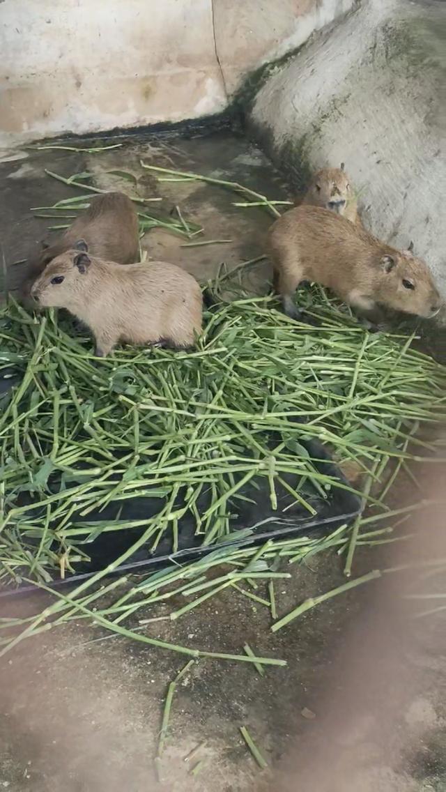 หนูยักษ์ คาปิบาร่า , capybara  4