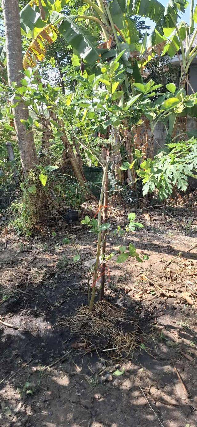 5 ไร่ ทางเข้าไทวัสดุ  โคราช บายพาส ปักธงชัย - จอหอ  9.8 ล้าน 18