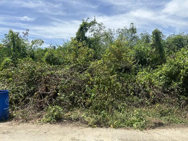 ขายที่ดินเปล่า 140 ตร.ว หมู่บ้านกำแพงแสนกรีนแลนด์ นครปฐม ใกล้รพ.อินเตอร์กำแพงแสน 3