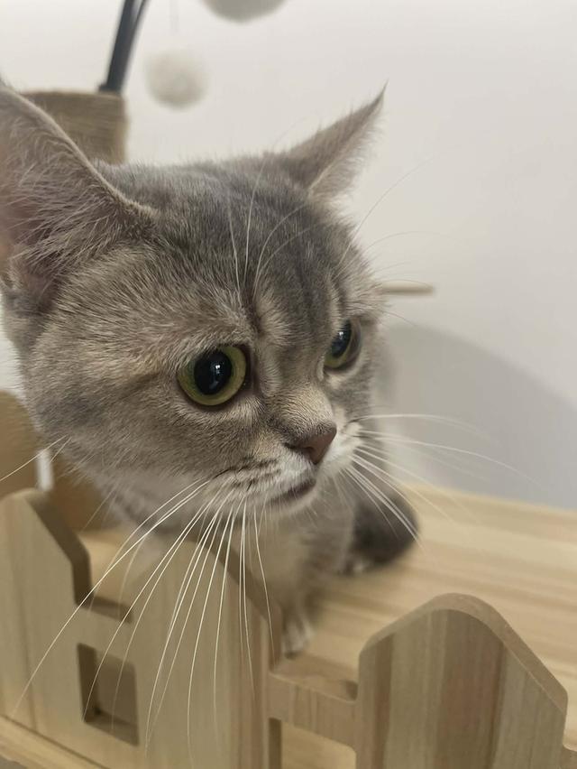 แมว Munchkin ขาสั้นสุด 6