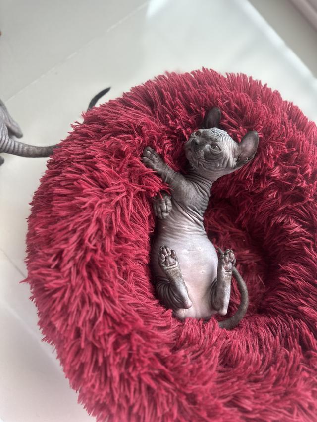 ดญ.สฟิงค์ Dwelf สีบลู 3