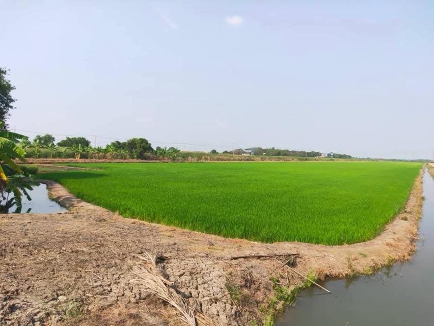 ที่ดิน นครปฐม 7 ไร่ 3 งาน 3