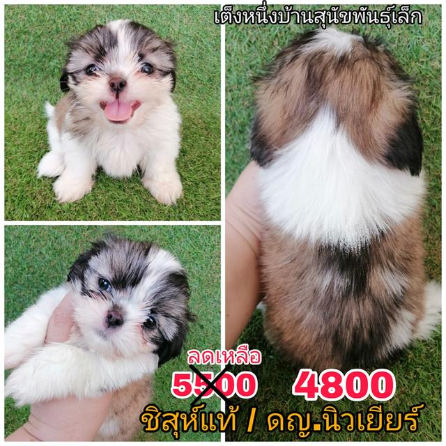 ชิสุห์เเท้ ฟอร์มดี เกรดสวย