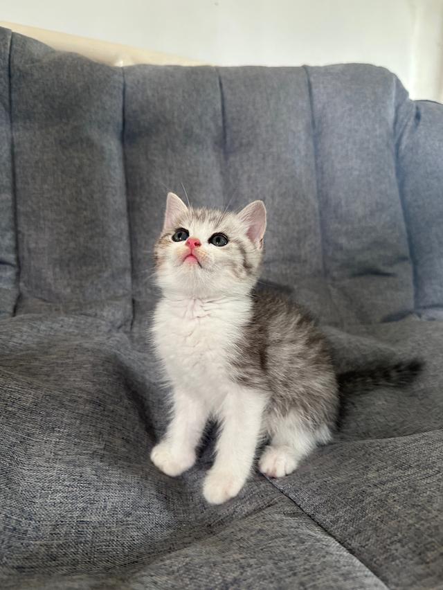 แมวmunchkin ขายาว เพศผู้ รูปย่อยที่ 3