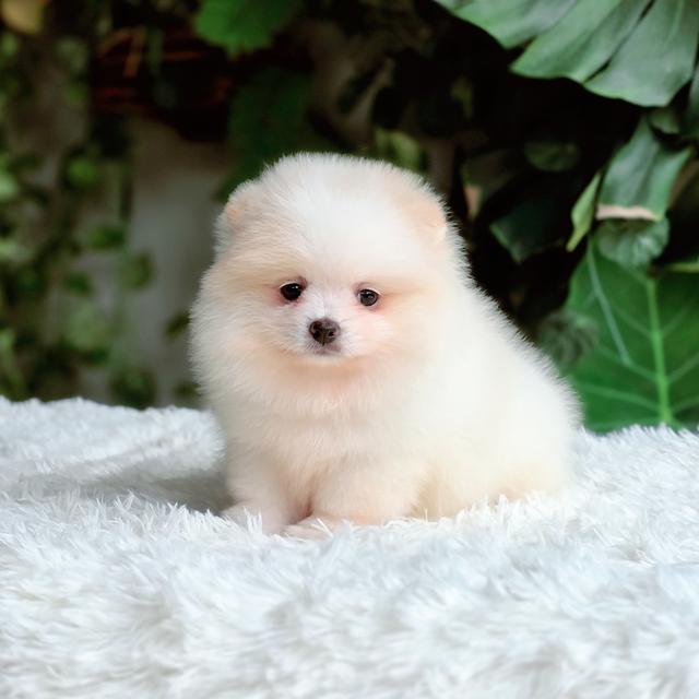 น้องหนมปังปอมแท้สีขาวครีมเพศเมียหน้าหมีพร้อมซนมีส่งเก็บปลายทาง 8