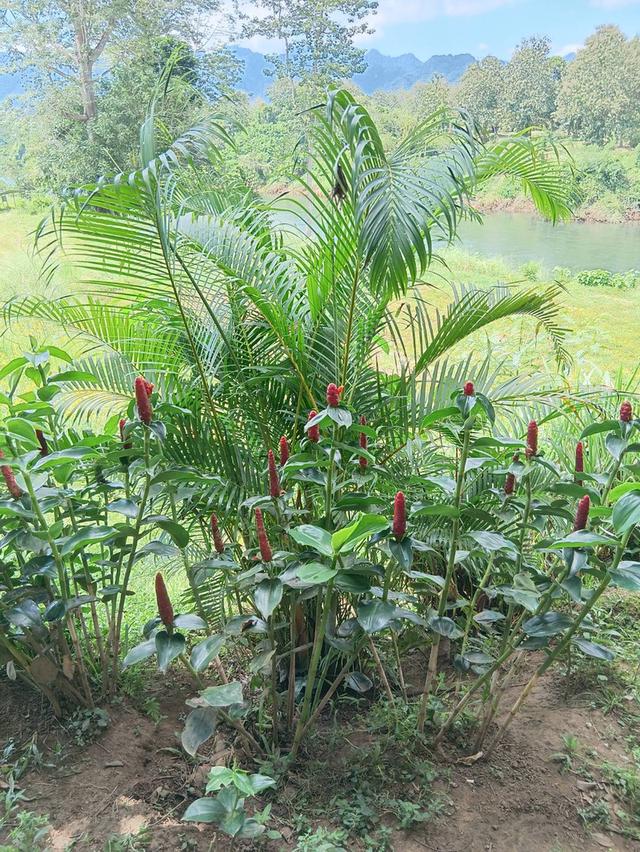 ที่ิดินพร้อมสวนทุเรียน จ.กาญจนบุรี อ.ทองผาภูมิ 15