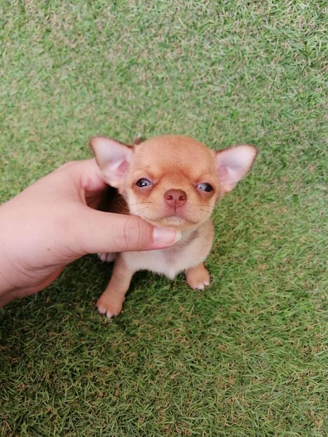 ชิวาว่าเเท้ขนสั้น ญ. 7