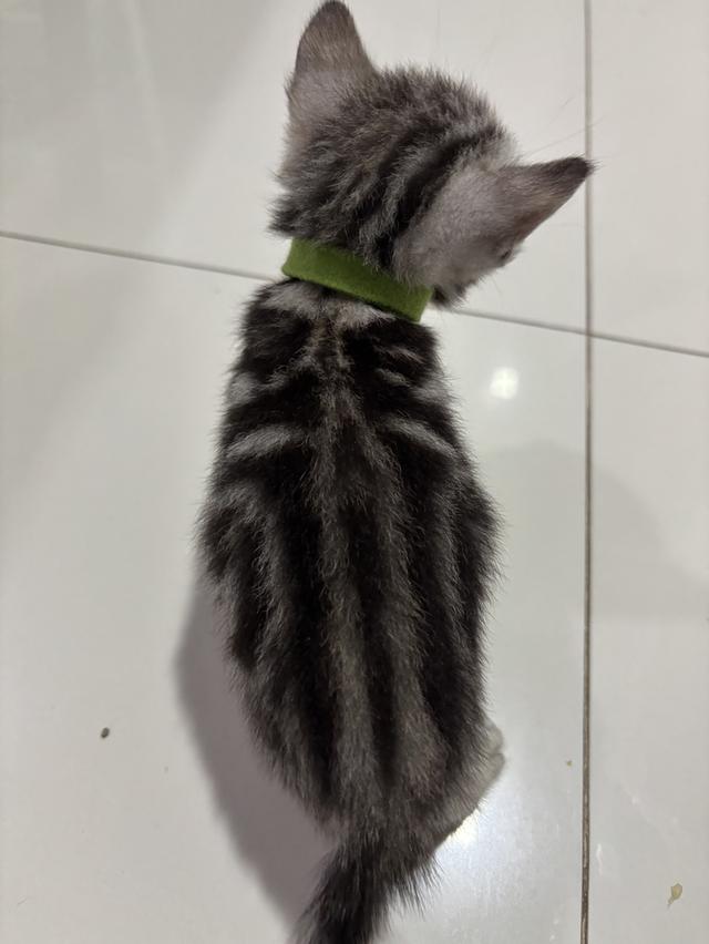ลูกแมวพันธุ์ American Shorthair 4