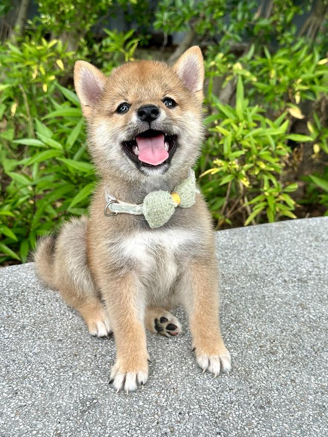 ชิบะอินุ Shiba