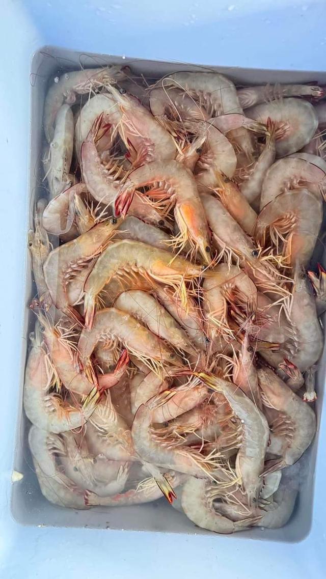 จำหน่ายกุ้งแช่บ๊วย ขนาดเล็ก โลละ 280 บาท 2