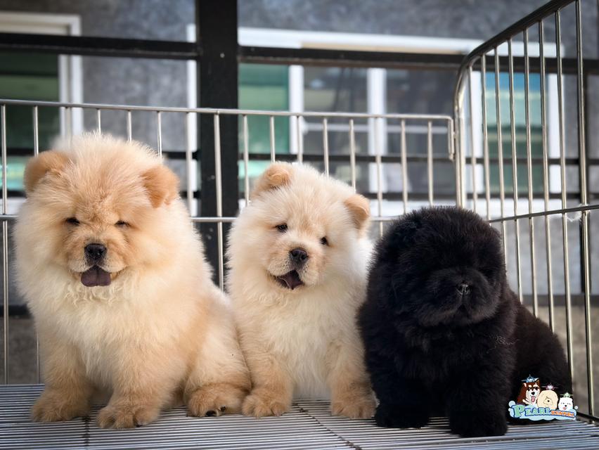 น้องเชาเชา สีดำ พ่อแม่นำเข้าจากต่างประเทศ