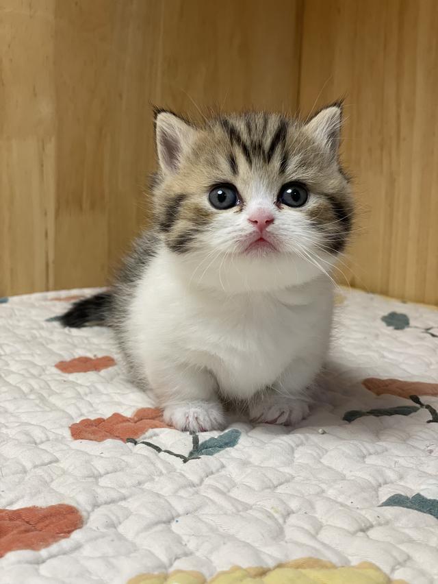 เปิดจองมันช์กิ้นบริติช ขาสั้น รูปที่ 2