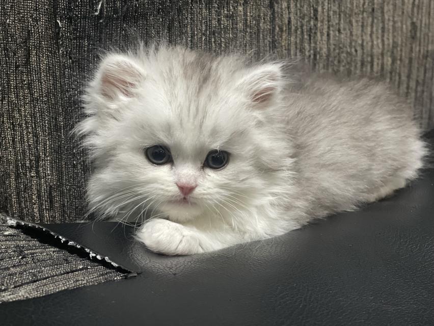 น้องหน้าขาว(เพศผู้)ลูกผสม 8