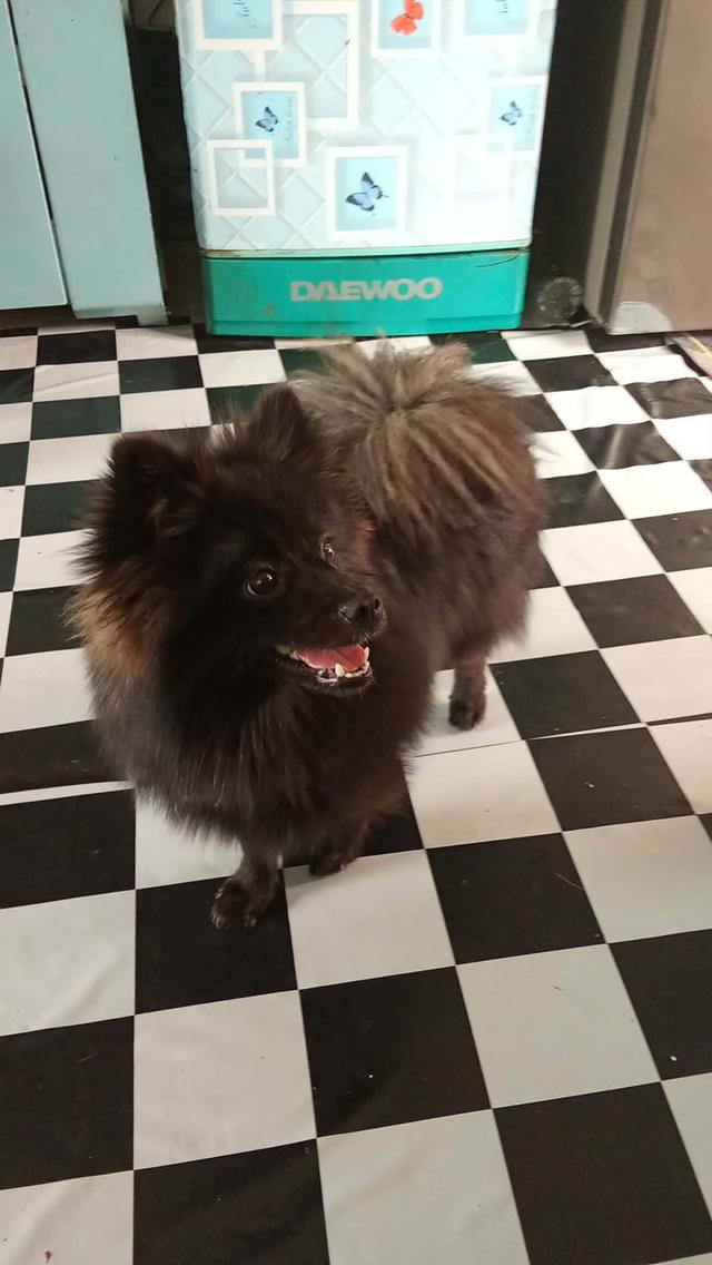 Black phomaranian dog