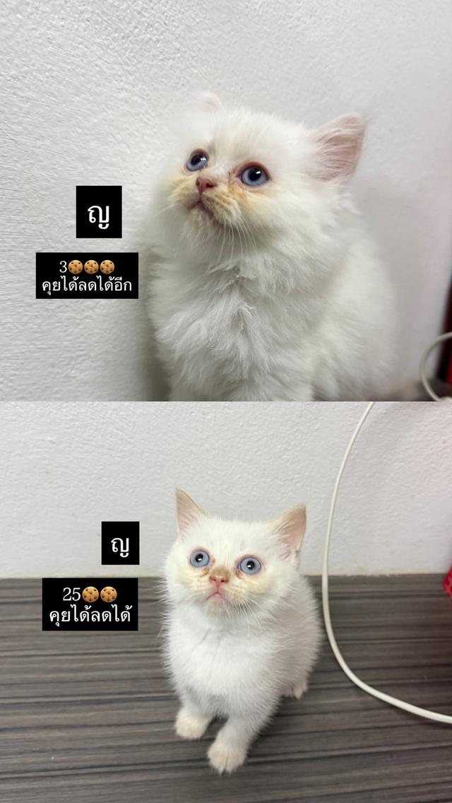 แมวสก็อตติสผสมเปอร์เซีย