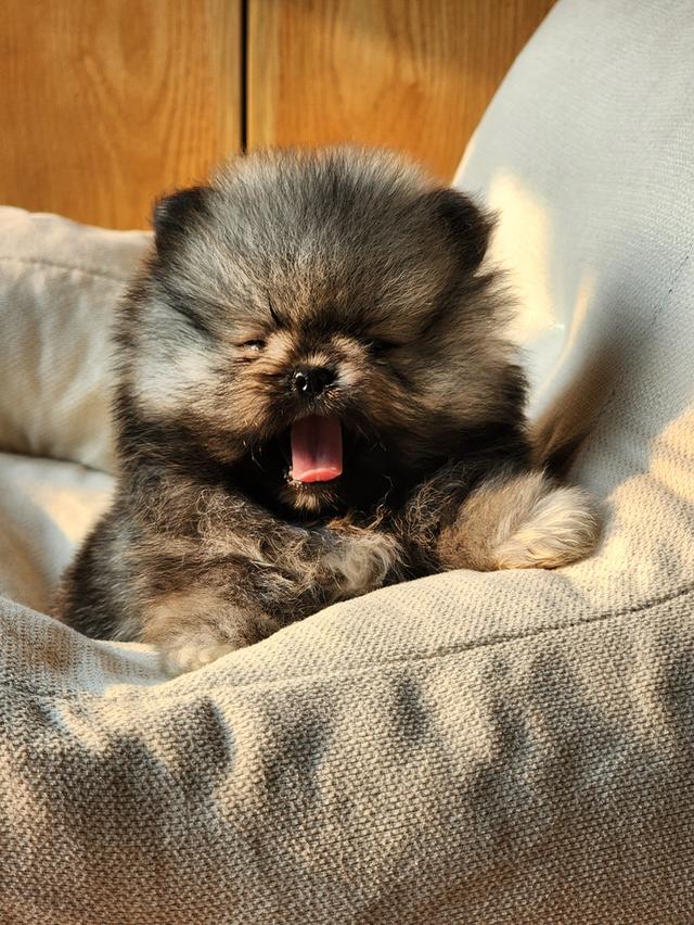 ปอมเมอร์เรเนียน ขนแน่นเพศหญิง สุขภาพดี พร้อมย้ายบ้านค่า