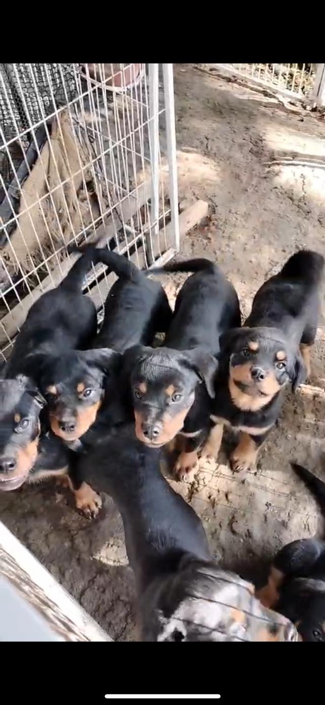 ลูกหมาล็อตไวเลอร์ อายุ 3 เดือนครึ่ง