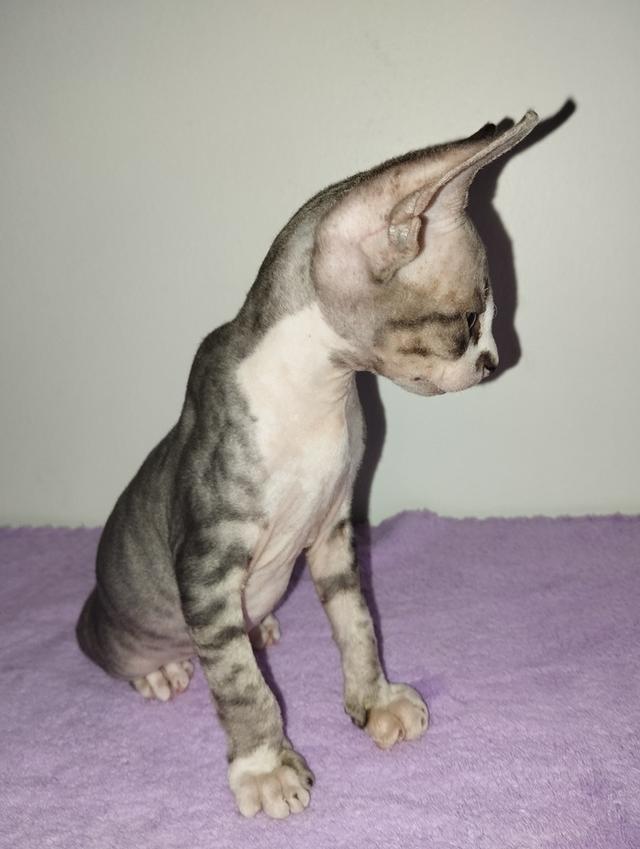 แมวสฟิงซ์ เพศชาย เกิด18/1/2569 รูปที่ 10