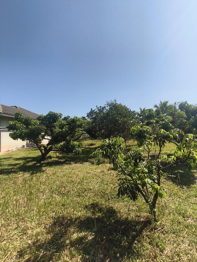 ขายที่ดิน เชียงใหม่ แม่แตง พื้นที่ชุมชน 5