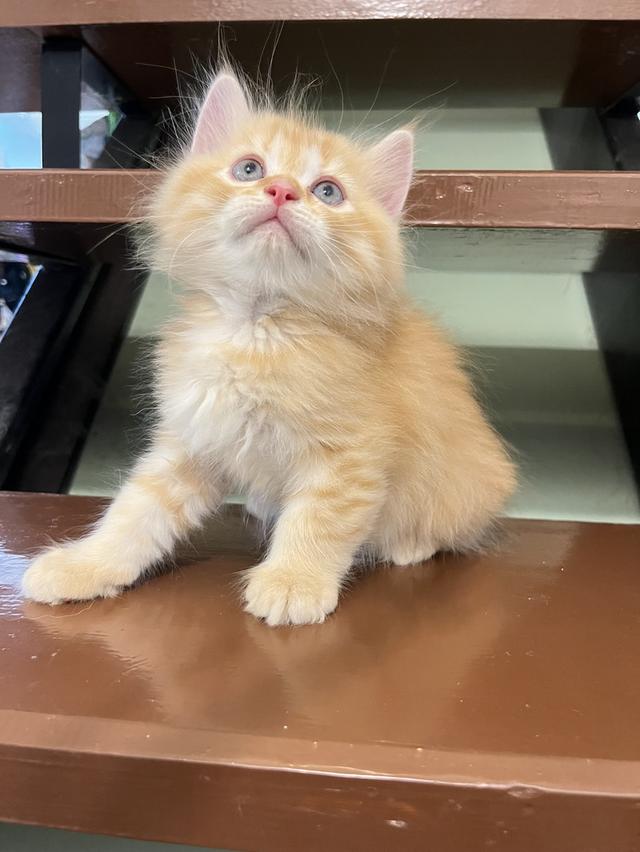 แมวเปอร์เซีย สีส้ม สีครีมเสือ แท้ รูปที่ 6