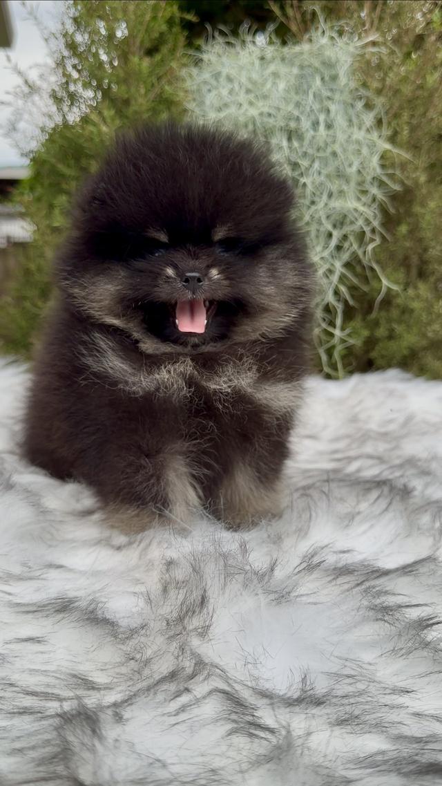 น้องปอมเมอเรเนียนเกรดคุณหนู