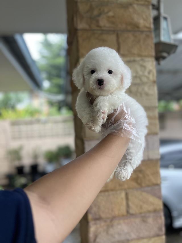 น้องพุดเดิ้ลทอย
