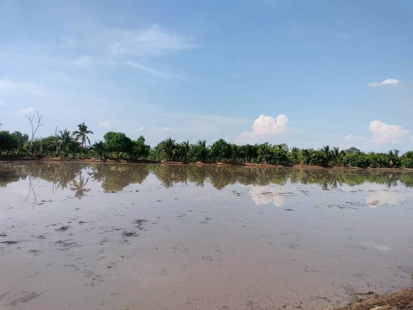 ขายด่วนที่ดิน 765 ตรว ติดถนนสาธารณะ เลียบคลองสิบสามฝั่งตะวันออก 38 หนองจอก กทม. 8