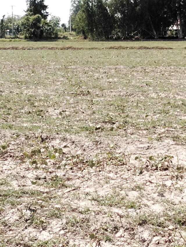 ที่ดินแปลงนา(สามารถทำการเกษตรได้ปลูกบ้านสวนได้ 6