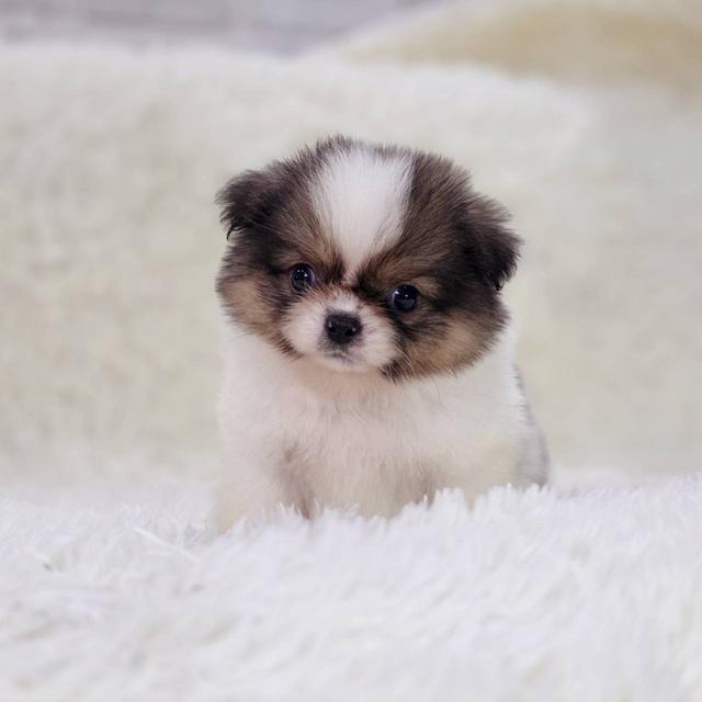 ปอมผสมชิสุ เพศผู้ รามอินทรา 5