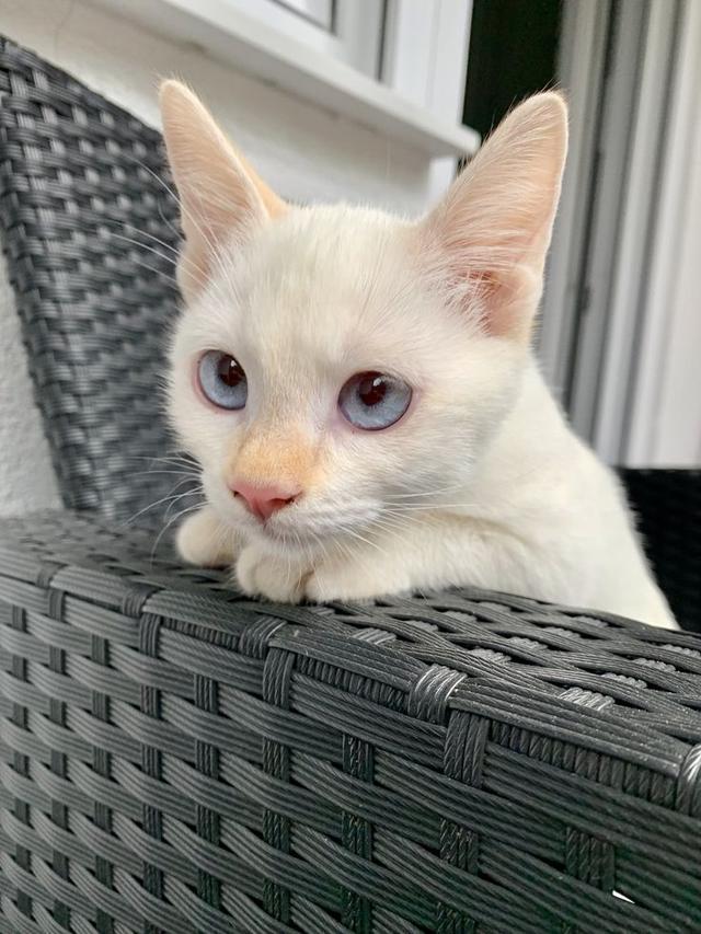 ขายด่วน!! แมว ขาวมณี สีขาวสุดน่ารัก 2