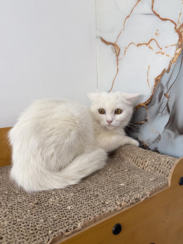 ลูกแมวพันธุ์สก๊อตติชแท้ รูปย่อยที่ 3