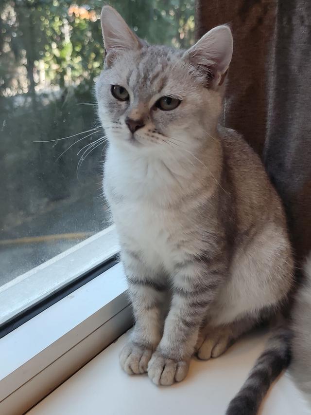 หาบ้าน แมวสก็อตติชโฟล์ด ผญ รูปที่ 5