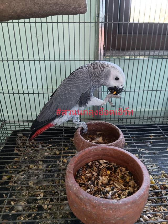 นกแก้วแอฟริกันเกร์ยหนุ่นหล่อๆ