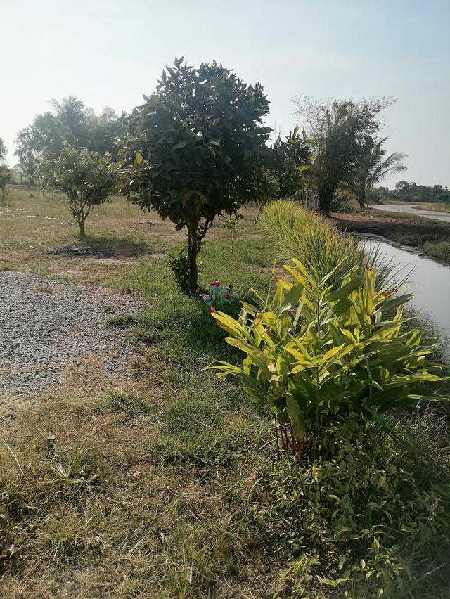 ที่ดินพร้อมปลูกสร้าง​บ้าน​ ไม่ไกล​ความเจริญ​ ที่บึงน้ำ​รักษ์​ 13