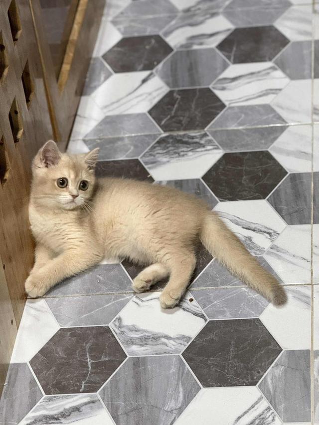 แมวบริติช เพดใบเพดwcf และรับนำเข้าแมวจาก ตปท.