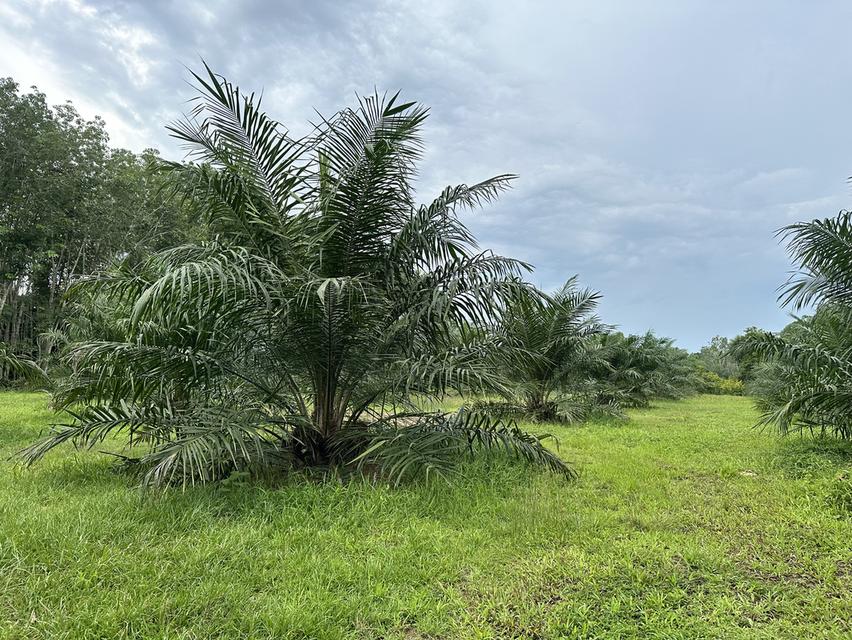‼️ขายที่ดินใกล้เมืองหาดใหญ่ โซนคลองแห ทำเลกำลังเติบโต 🏡🌿 6