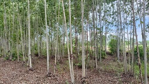 ที่ดินพร้อมสวนป่ายูคาลิปตัส 20-0-18 ไร่ สันป่าตอง นาเชือก มหาสารคาม 9