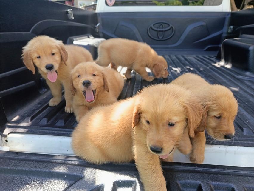 โกลเด้นรีทรีฟเวอร์ปทุมธานี​ 2