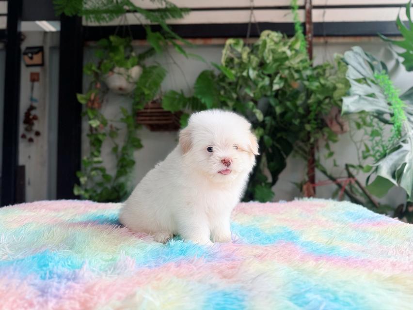 ชิสุผสมพุดเดิ้ล ผู้ สีขาวครีม พิกัดรามอินทรา