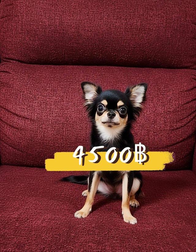 เด็กหญิงแบลคแทนขนยาว