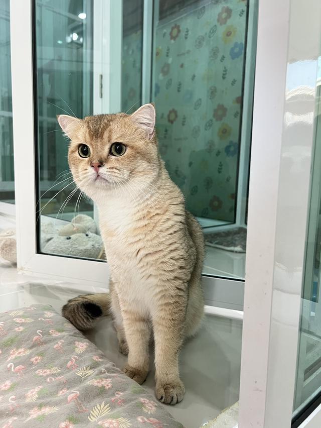 เด็กชายบริติช ขวบกว่าลดประชากร รูปที่ 3