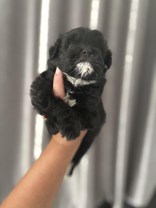 น้องหมา ชิวาว่ามอสทินผสมพุดเดิ้ล รูปที่ 1