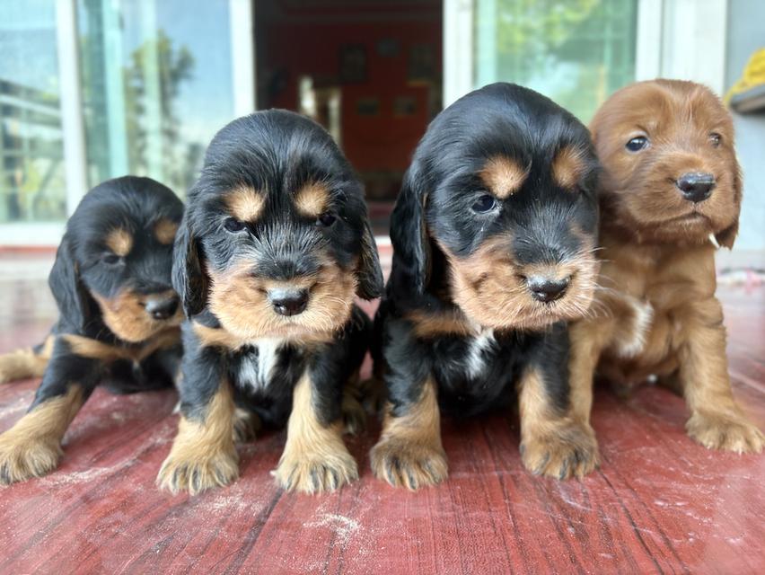 ค็อกเกอร์ สเปเนัยล