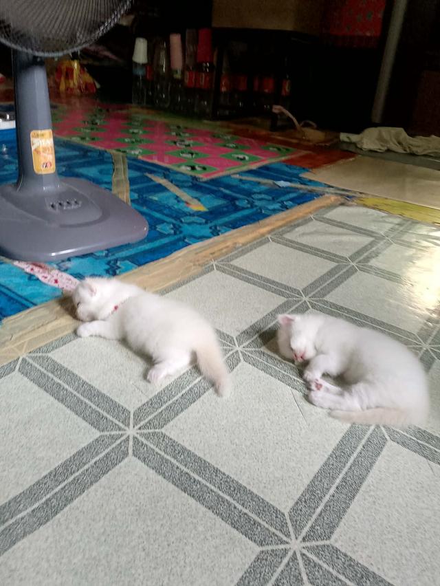 ลูกแมวเปอร์เซีย  อายุ1เดือน กับ 10วัน รูปที่ 6