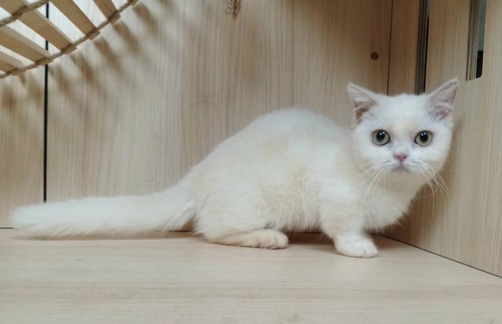 5.แมวมันช์กิ้น เพศเมีย Munchkin Cat Female