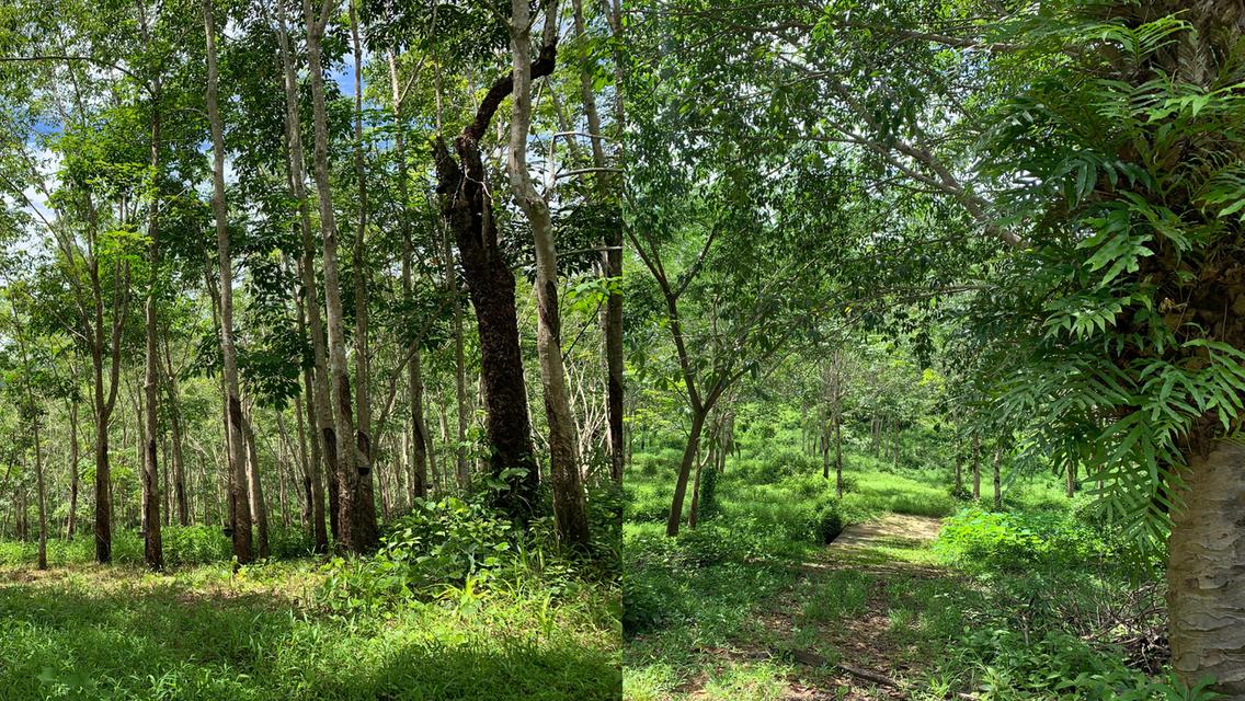 ขายที่ดินผืนใหญ่พร้อมสวนยางพาราและสวนปาล์ม มีลำห้วยโอมล้อม ต.บางหิน อ.กะเปอร์ จ.ระนอง 8